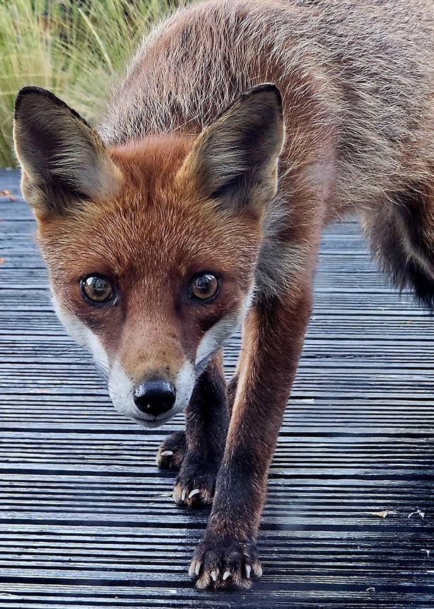 Fabulous picture of a fox taken by Mooney Goes Wild listener Breege Golden in Leitrim