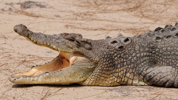 A saltwater crocodile with its jaws open