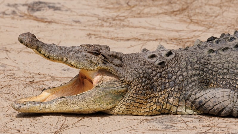 It is estimated that there are between 20,000 and 30,000 saltwater crocodiles in Queensland