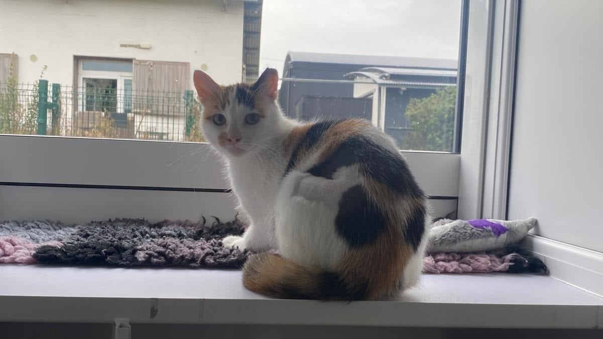 Cat’s that won’t love you looking for homes