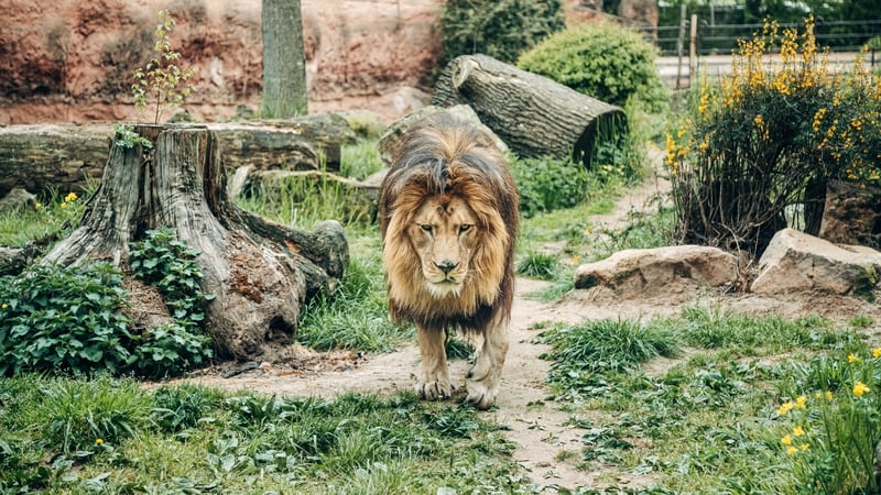 A Safari World representative said other parts of the zoo remain open and are safe for visitors (File image)