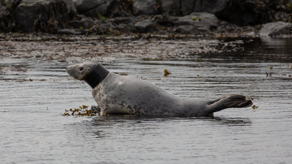 Seal with rubber tube around its neck being monitored by authorities