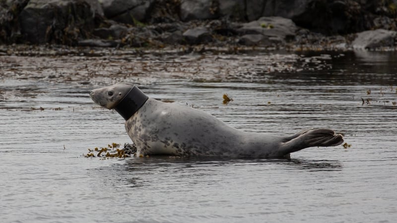 The female grey seal is believed to be around two or three years old