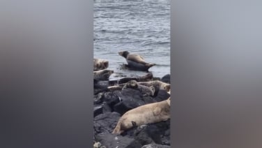 Officials monitoring seal with black tubing around neck on Rathlin Island