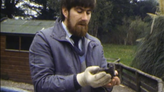 Manager of Fota Wildlife Park in Cork, Sean McKeown holds two Cape Penguin chicks in 1985.