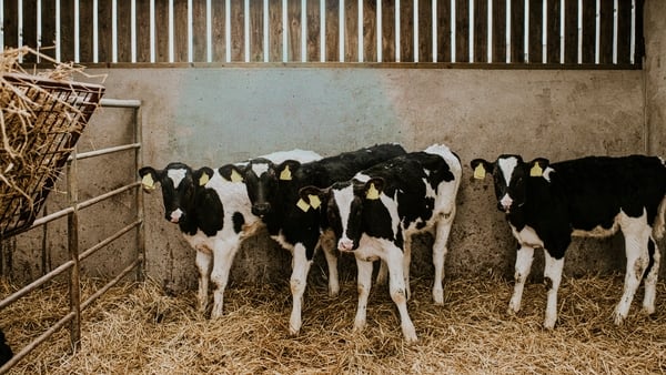 Multiple black and white calves in a cattle shed. Hay lies on the ground and in the feeder and cattle look out nervously.