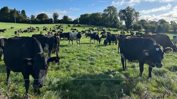 Cows on Deelside Farm in Westmeath