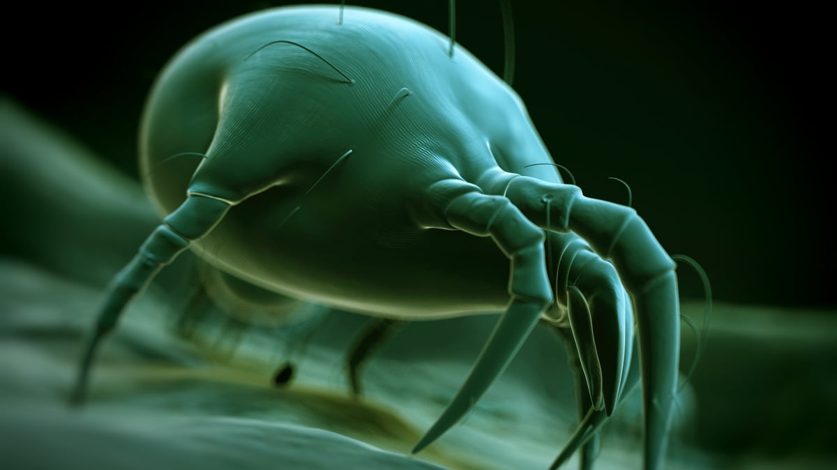 "There are dead skin cells everywhere, and dust mites loves them!”