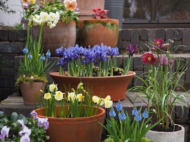 Plants in terracotta pots on steps