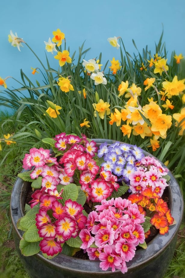 Colourful plants in pots