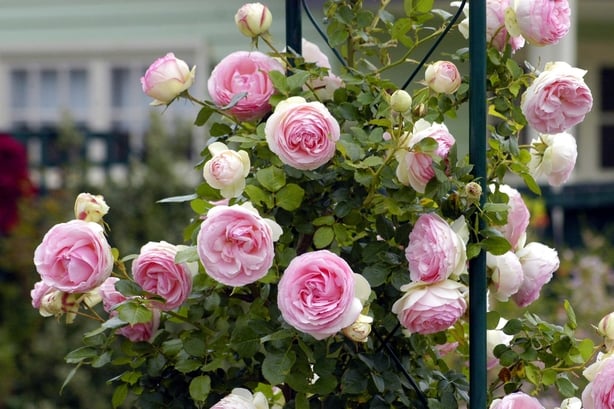 Climbing pink roses