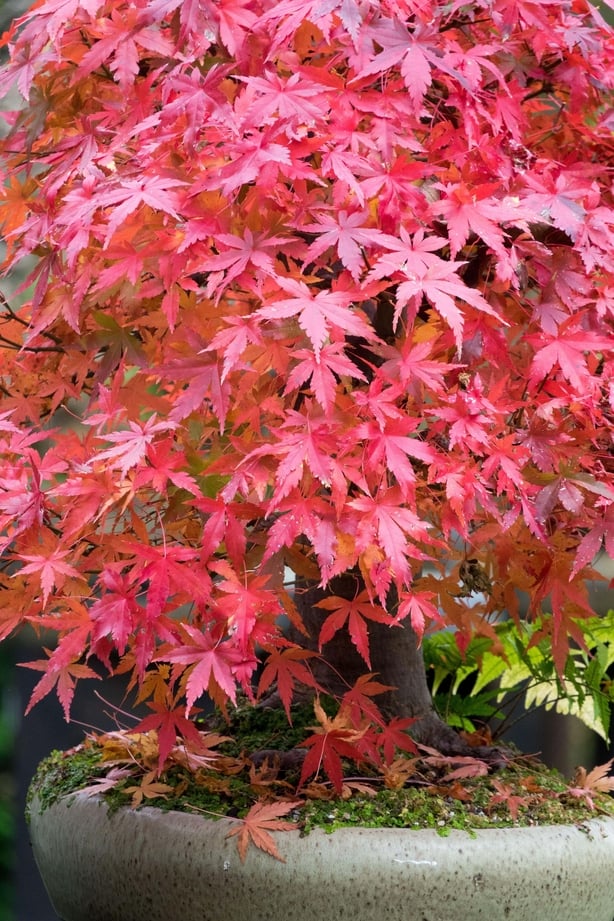 A red leafed tree