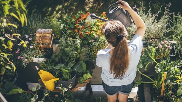 Woman watering plants in balcony