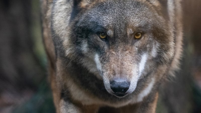 'Once, we destroyed the habitats our lost creatures needed. Now, we're creating and preserving refuges for our endangered wildlife'