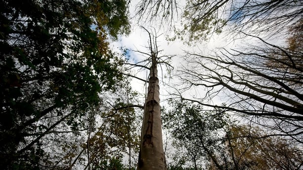 <<Tree affected by ash dieback in the UK>> on November 8, 2012 in UNSPECIFIED, United Kingdom.