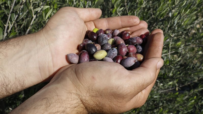 The small plant in Cyprus produces early-harvest olive oil (File image)