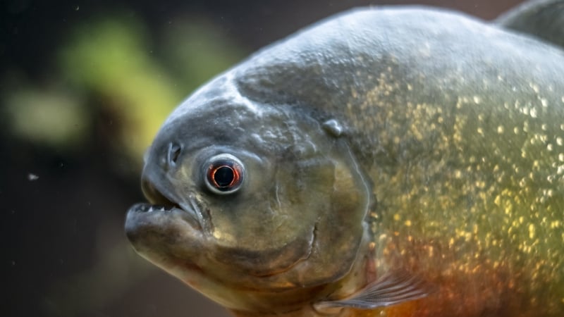 Piranhas are among the species that will be banned