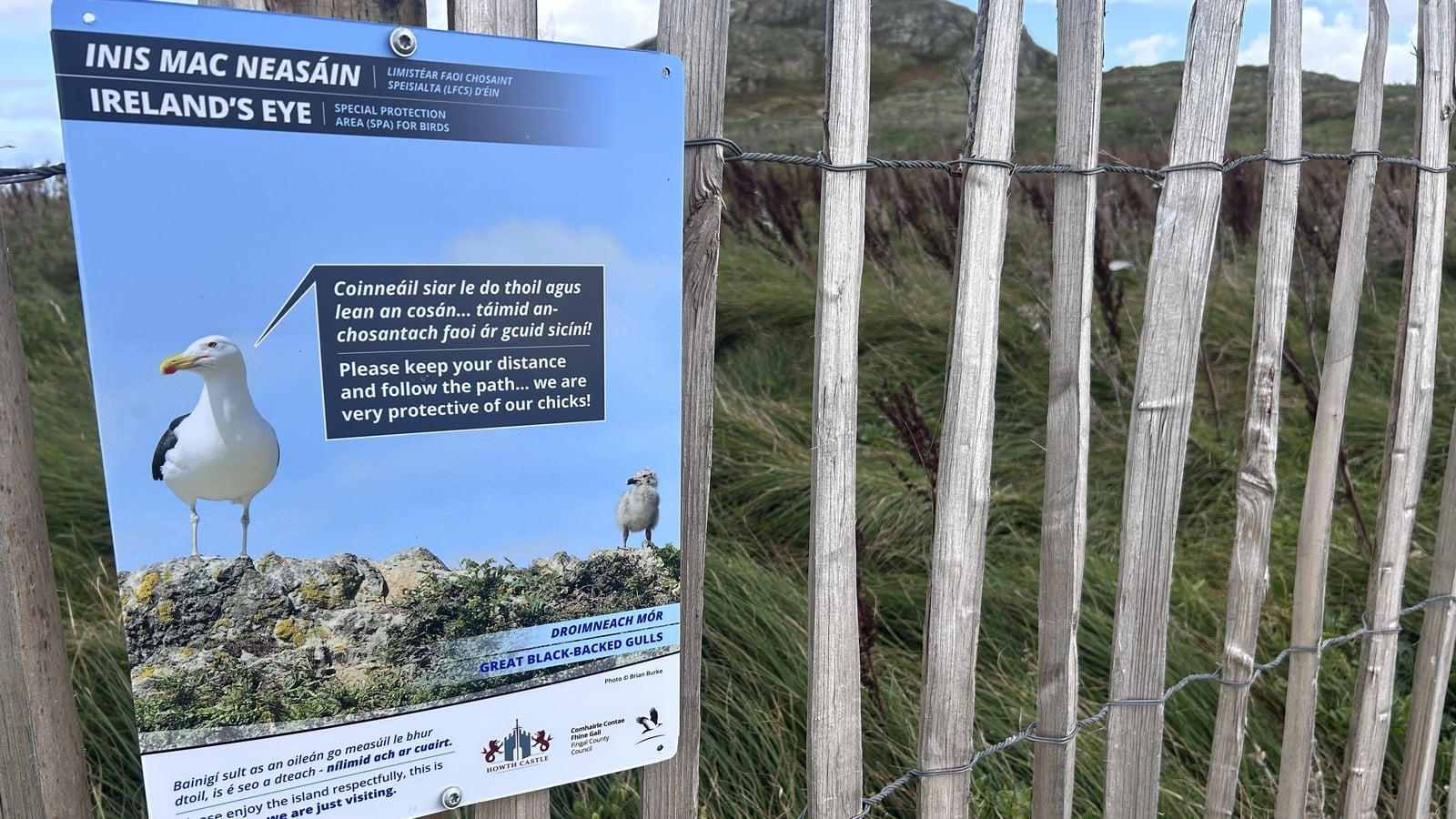 Mixed picture for bird species who nest on Ireland's Eye