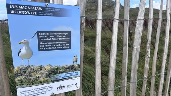 A graphic about birds on Ireland's Eye