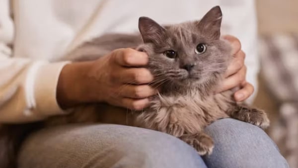 A cat on the lap of its owner