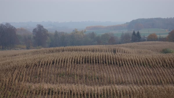 VISTYTIS, LITHUANIA - OCTOBER 28: A field of corn stands near the border to the Russian semi-exclave of Kaliningrad on October 28, 2022 ne Vistytis, Lithuania. Vistytis lies in the strategically vital Suwalki Gap, an approximately 70km long stretch of lan