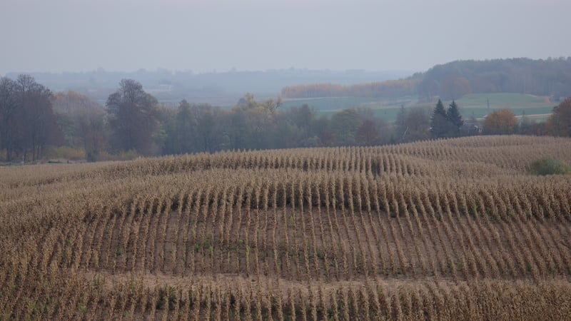 A cornfield in Vistytis, Lithuania, in the Suwalki Gap, near the border with the Russian exclave of Kaliningrad
