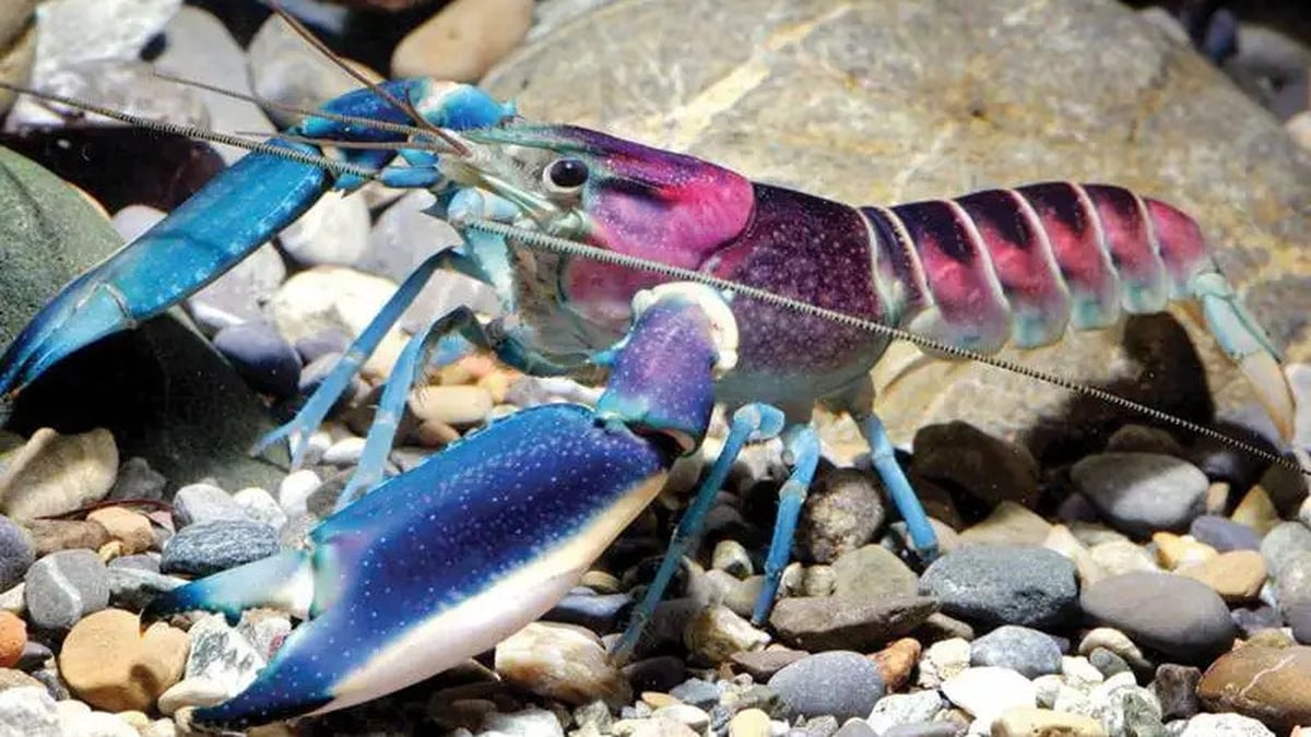 Naturefile - Crayfish