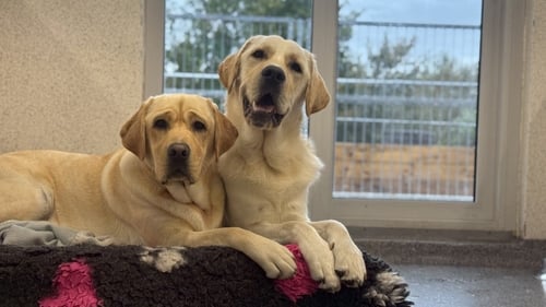 The kennels at the retrofitted Irish Guide Dogs for the Blind premises are temperature-controlled and have underfloor heating