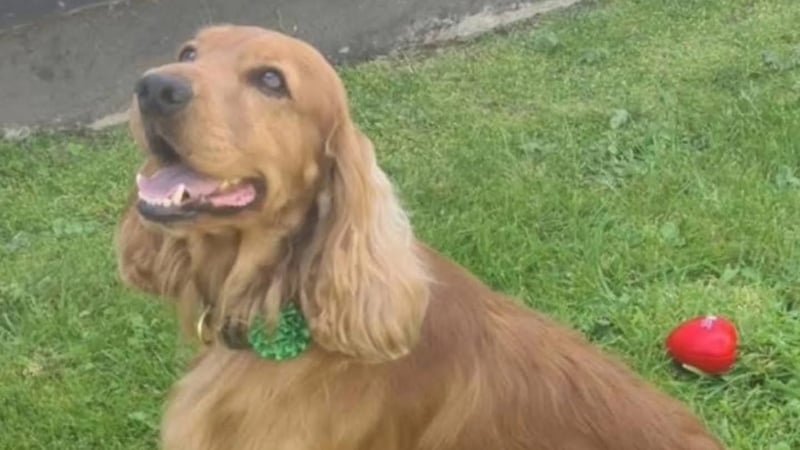 Bailey the prison dog has been removed from Magilligan prison in Derry after alleged threats for his safety (Pic: Causeway Coast Dog Rescue)