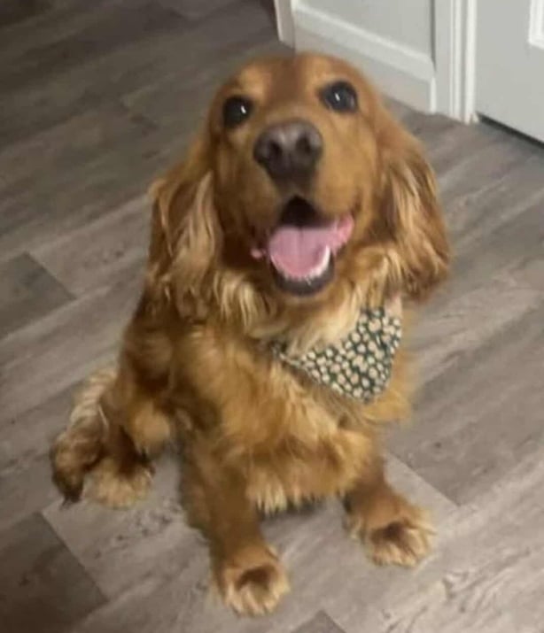 Bailey the support dog
