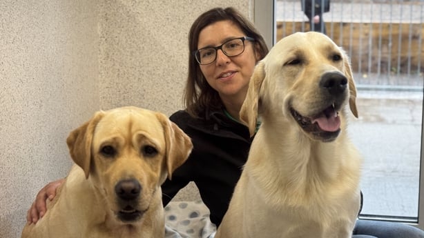 Two dogs from the Irish Guide Dogs with a facility operator 