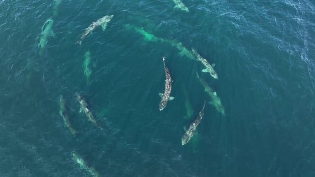 Basking sharks feeding