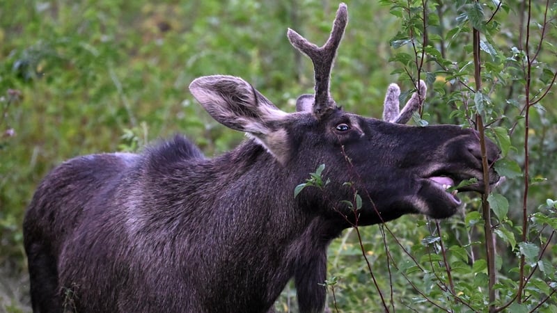 Emil nibbles on a branch as he walked around in Saint Poelten, Austria earlier this month