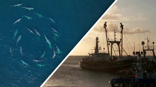 Basking sharks circle off the Clare coast (left) and as trawlers moored at Kilmore Quay in Co Wexford (right)