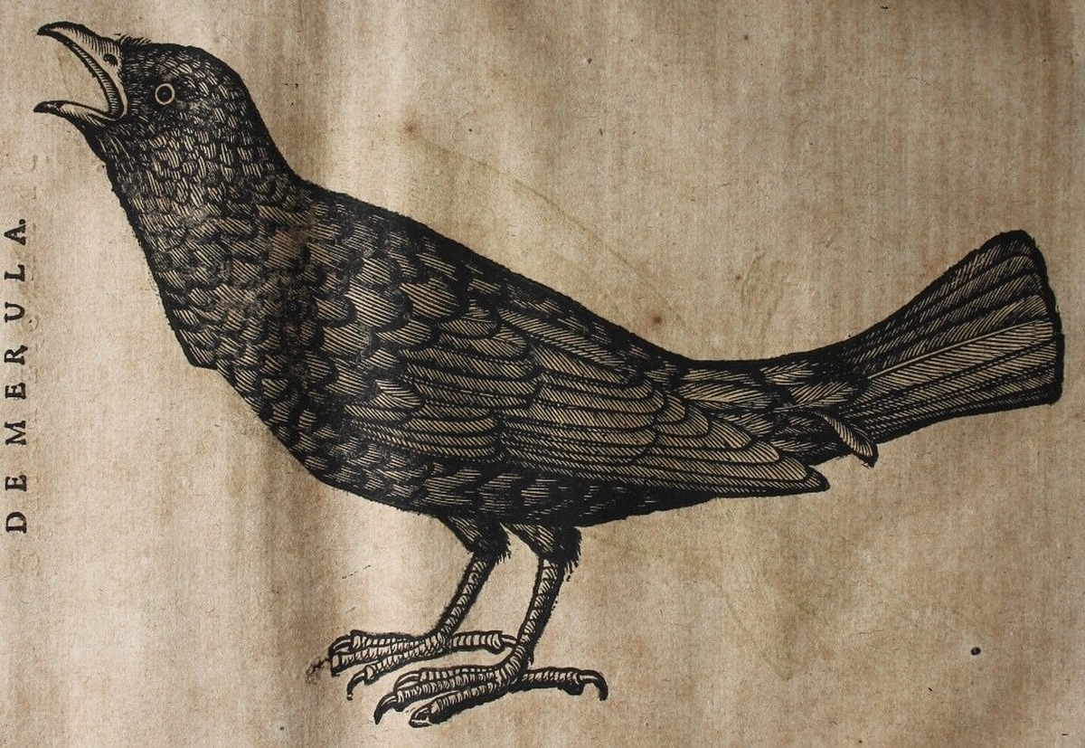 Online exhibition commemorating unique birds