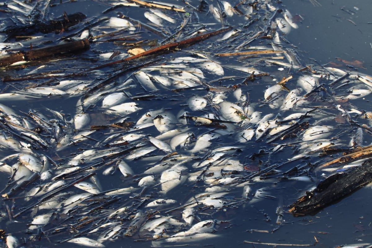 No cause found for largest fish kill on record