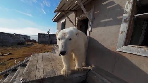 A number of bears have taken over the abandoned research station