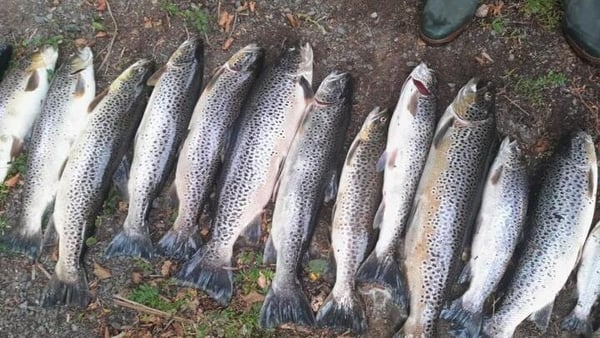 Deceased wild brown trout collected in Captain s Bay Lough Sheelin credit fisheries Ireland