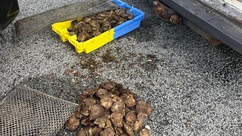 More than 1,000 oysters were recovered