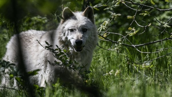 A wolf is seen at the Arcturos sanctuary in Nymfaio on the slopes of Mount Vitsi, some 600 kilometres (350 miles) northwest of Athens, on April 23, 2018. - Founded in 1992, Arcturos shelters bears and wolves mainly from the Balkans but has also taken larg
