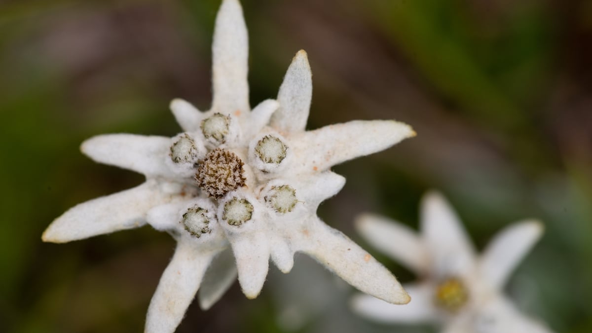 Edelweiss - may you bloom and grow forever