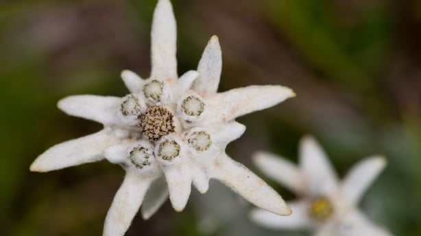 Edelweiss flower