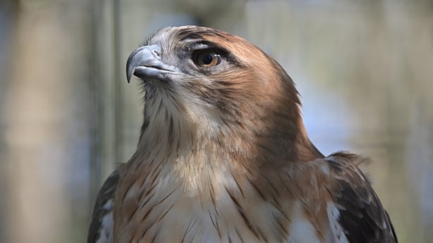Black Kite