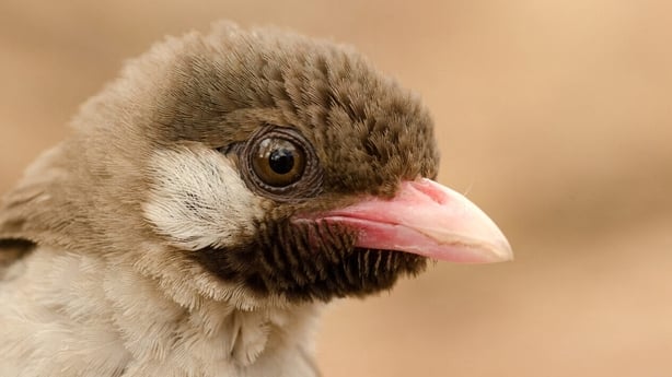 Greater honeyguide