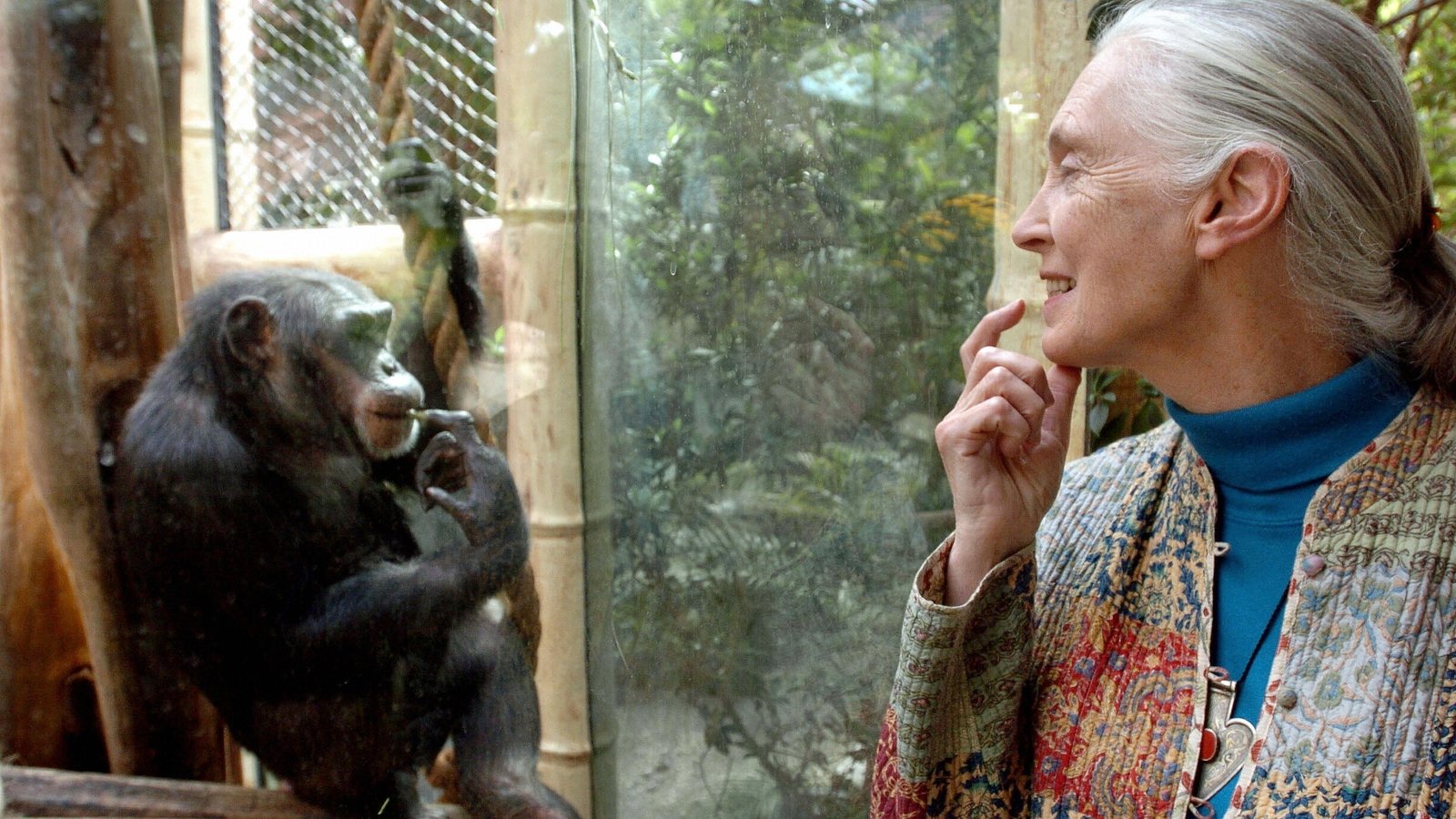 Wildlife advocate Jane Goodall dies at age of 91