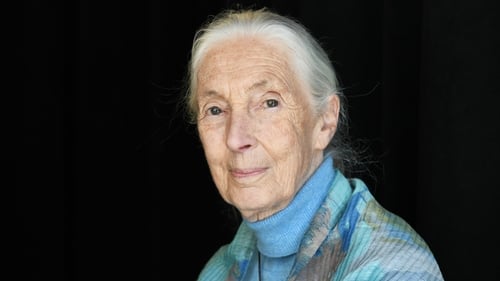 Tributes have been paid to renowned conservationist Jane Goodall who has died aged 91