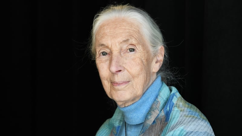 Tributes have been paid to renowned conservationist Jane Goodall who has died aged 91