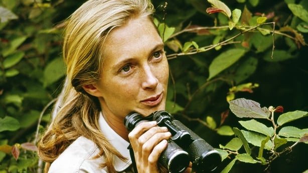 Jane Goodall pictured in 1965