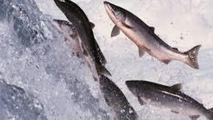Naturefile - Wild Salmon show image