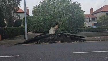 Tree torn up from its roots in Cabra